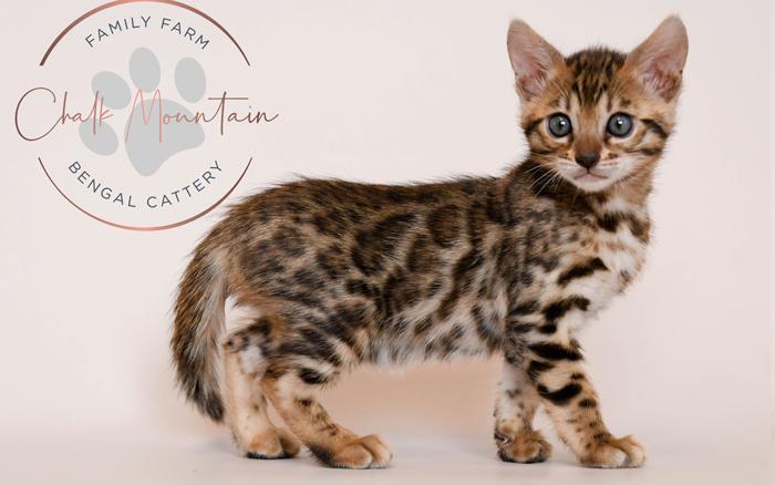 Bengal kitten for sale
